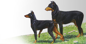 Historic Print of a Manchester Terrier and Doberman Pinscher
